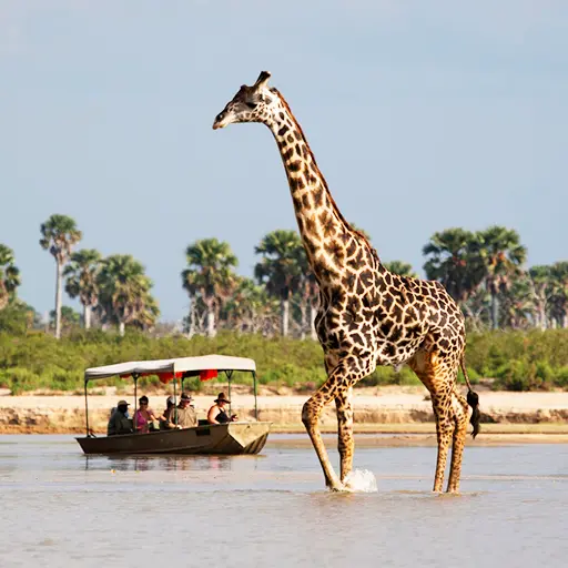 tanzania-beste-safari-giraffe