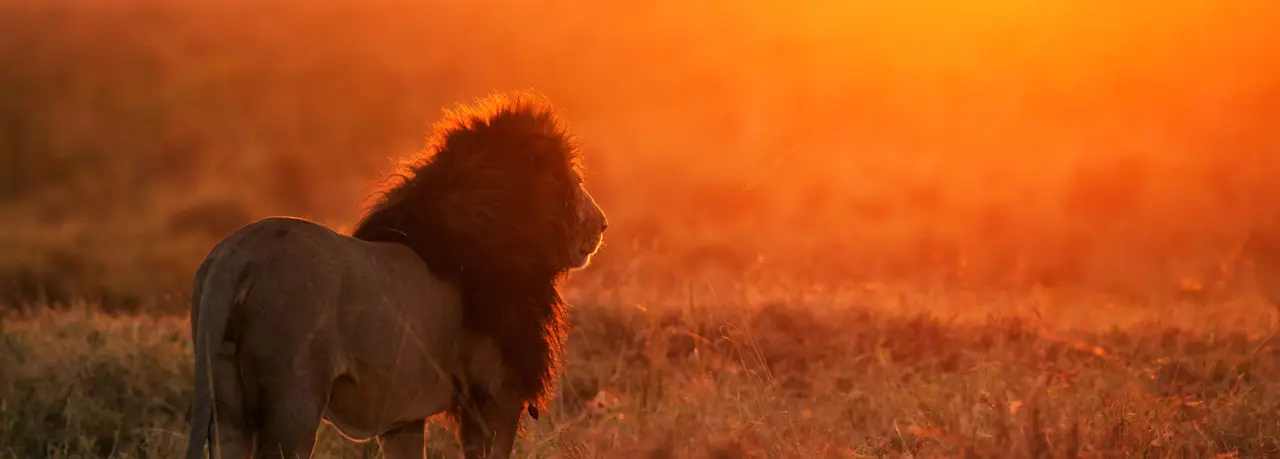 tanzania beste safari leeuw