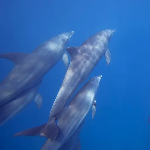 zanzibar-Safari-Blauw-dolfijnen