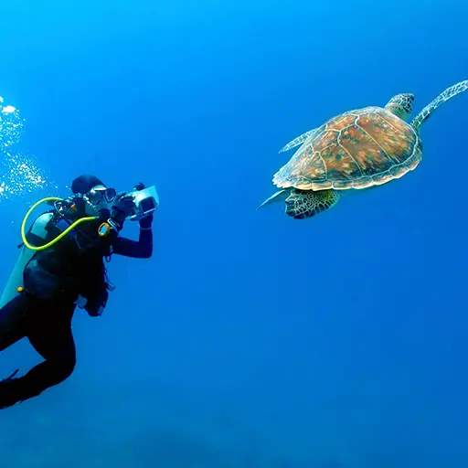 zanzibar Safari Blauw schildpad