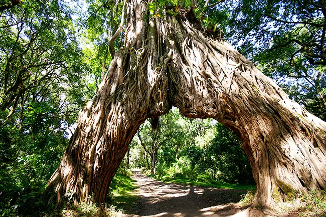 Arusha Nationaal Park Boom