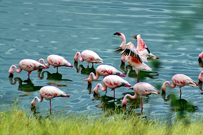 Arusha Nationaal Park Flamingos