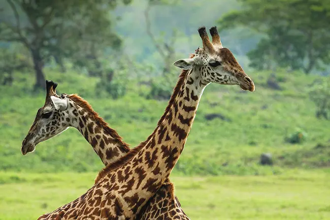 Arusha Nationaal Park Giraffen