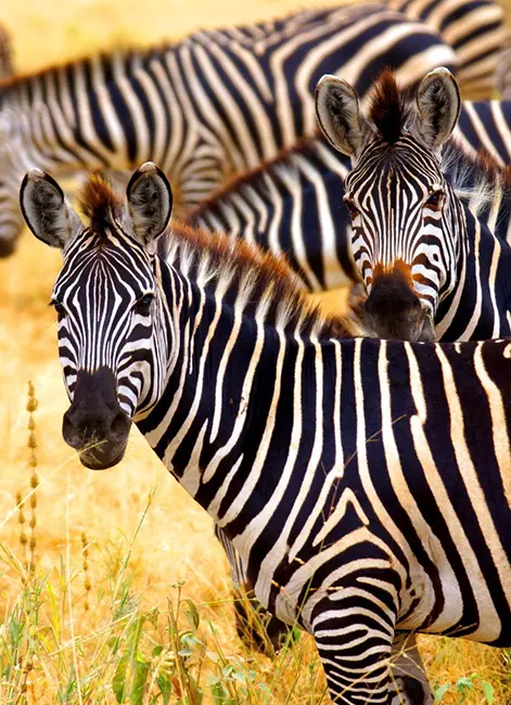 Zebra Shadows of Africa