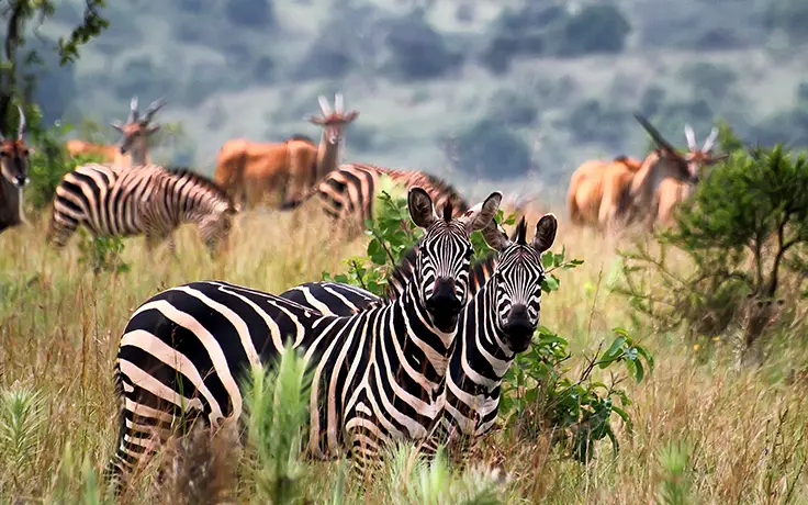 Avontuurlijke Huwelijksreis Afrika Rwanda Akagera