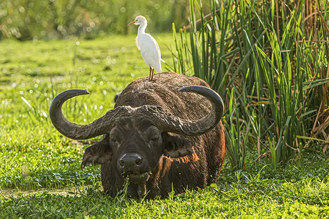 Lake Manyara Big Five Buffel