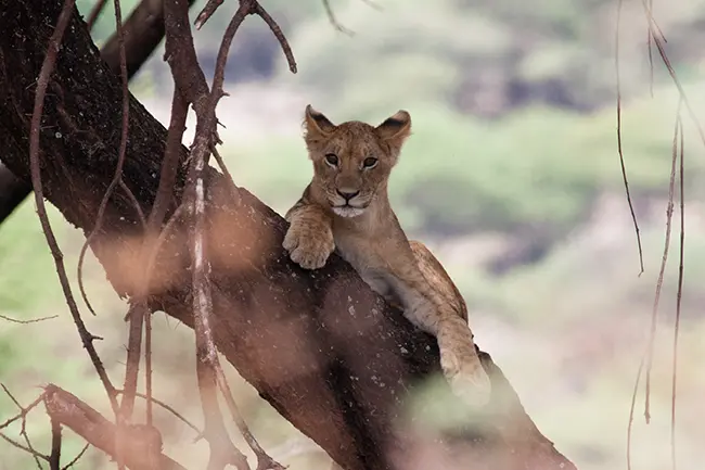 Lake Manyara Big Five Leeuw