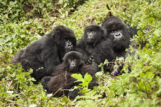 Lake Mutanda Gorilla Family