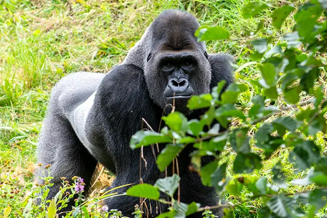 Lake Mutanda Gorilla