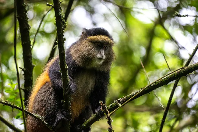 Mgahinga National Park Golden Monkey