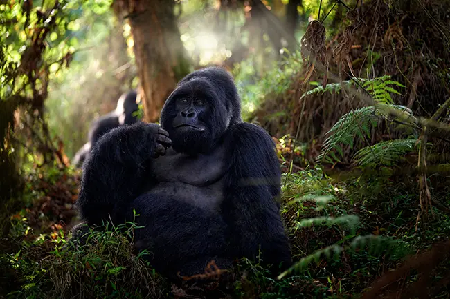 Mgahinga National Park Gorilla