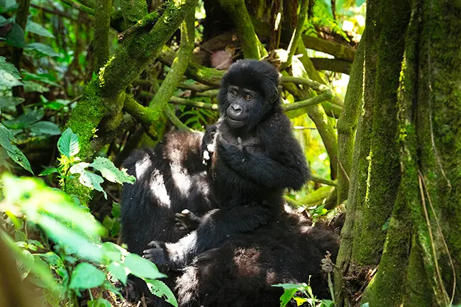 Mgahinga National Park baby Gorilla