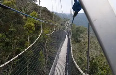 Nyungwe Forest National Park Canopy Walk