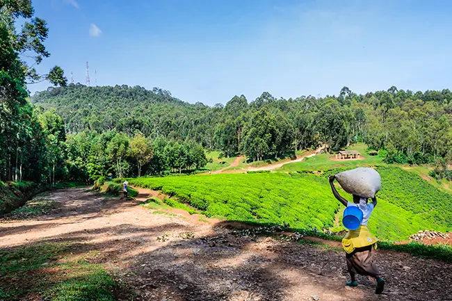 Nyungwe Forest National Park