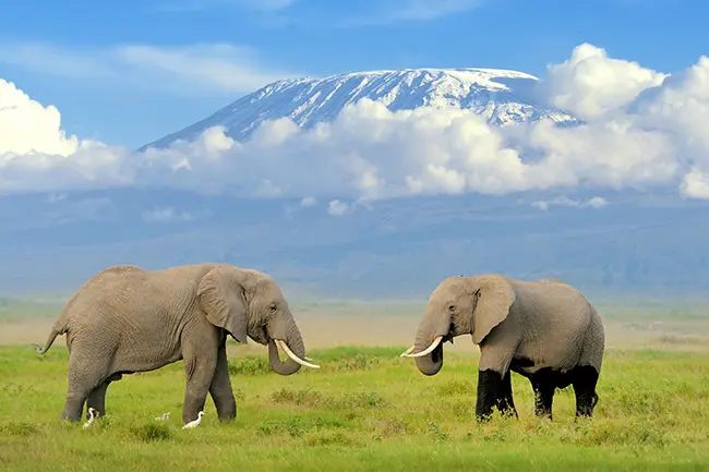 Olifanten Kilimanjaro Amboseli