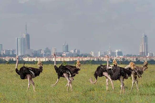 Rondreis Kenia Nairobi