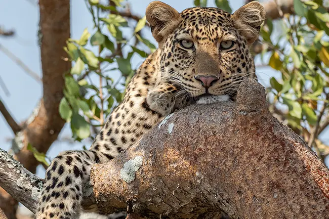 Rwanda Akagera National Park Luipaard