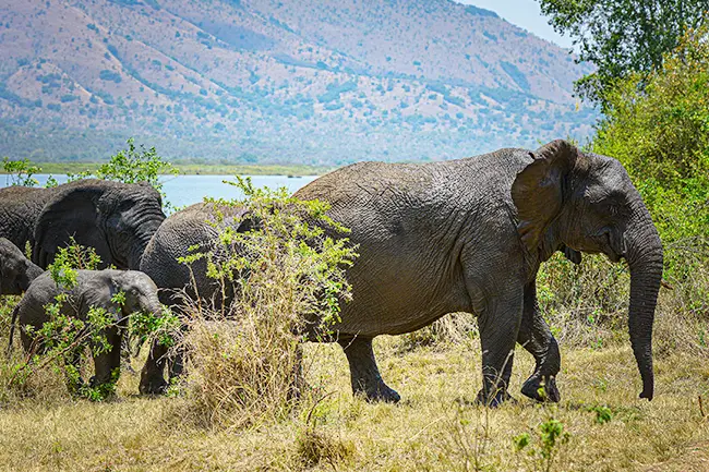 Rwanda Akagera National Park Olifant