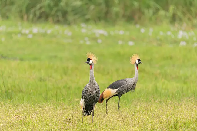 Rwanda Akagera National Park Vogels