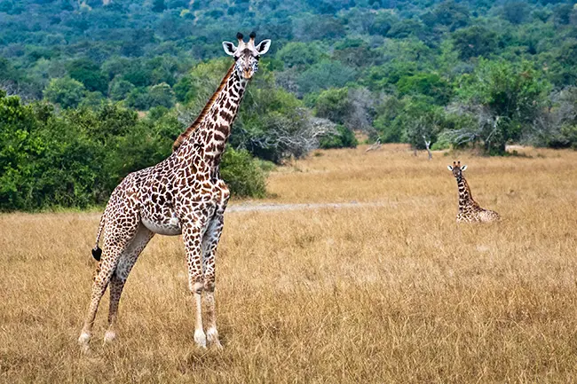 Rwanda Akagera National Park giraffen