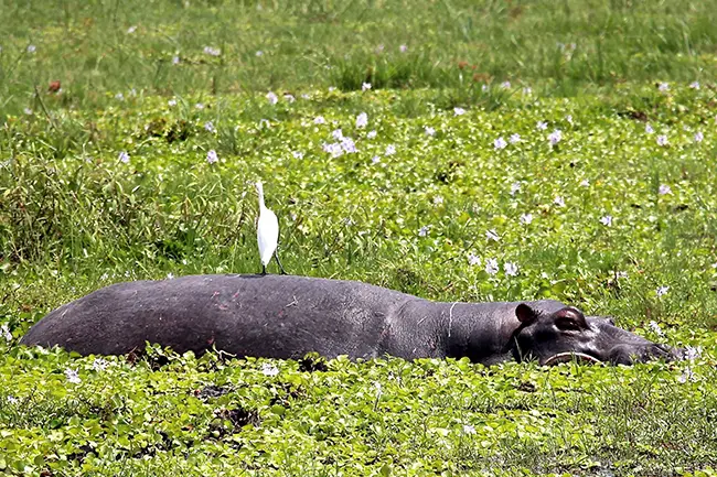 Rwanda Akagera National Park nijlpaard