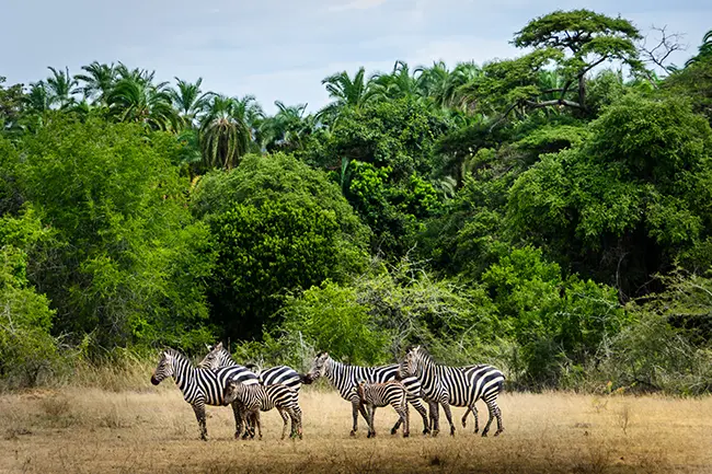 Rwanda Akagera National Park