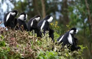 Rwanda Nyungwe Forest National Park Colobus