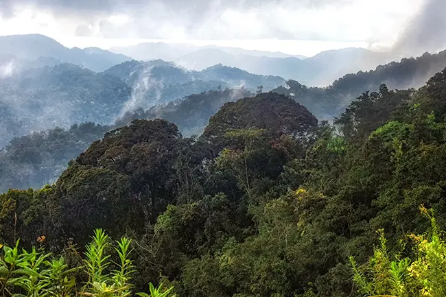 Rwanda Nyungwe Forest National Park de nevel