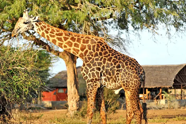 Satao Camp Tsavo East Giraffe