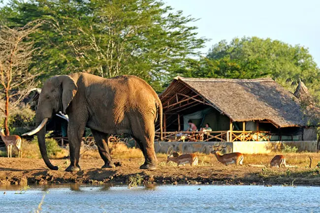 Satao Camp Tsavo East Olifant