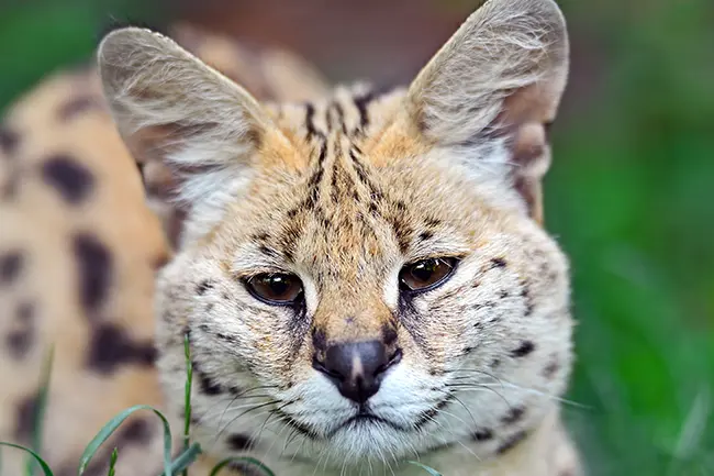 Tsavo East Kenya Serval Cat