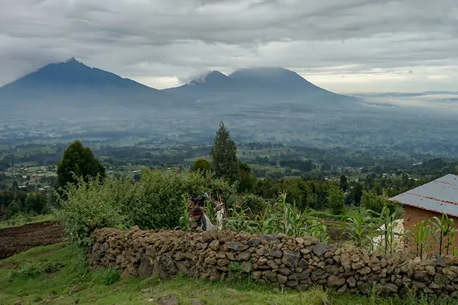 Volcanoes National Park Rwanda Afrika