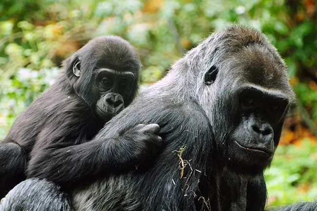 Volcanoes National Park Rwanda Gorilla