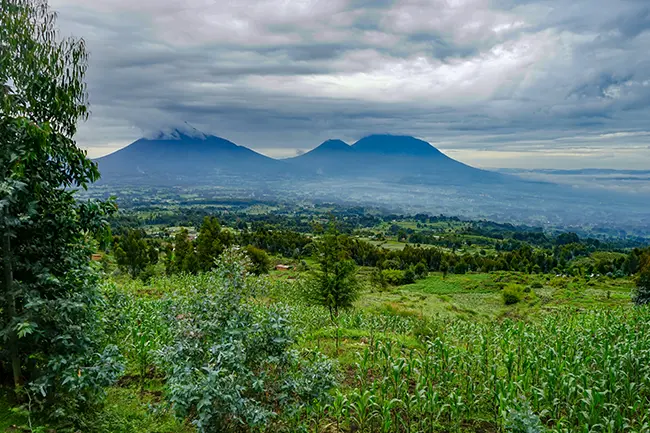 Volcanoes National Park Rwanda