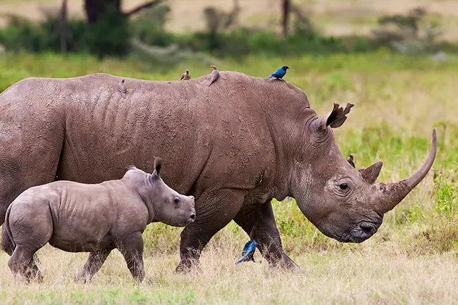 Kenia Lake Nakuru Neushoorn