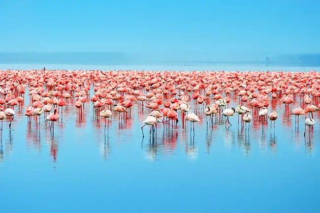 Lake Nakuru Flamingos