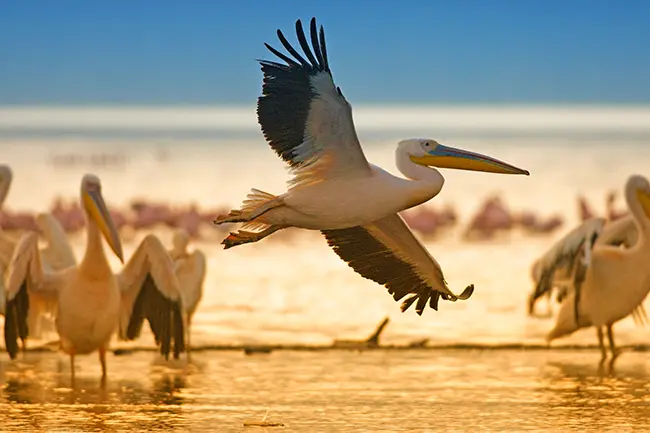 Lake Nakuru Peligan