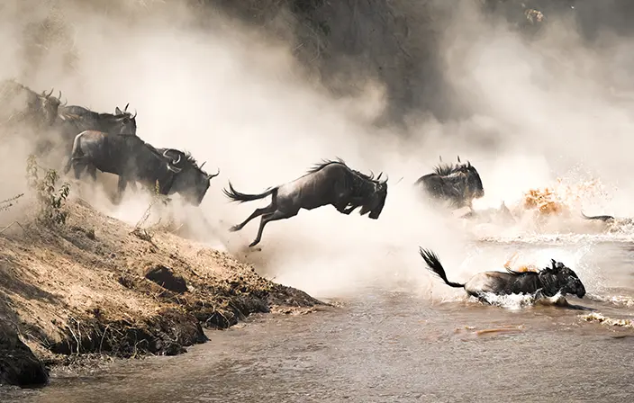 Beste Reistijd Tanzania Grote Trek